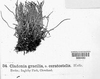 Cladonia gracilis image